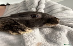 Mixed Breed rabbits for sale: !!!!! FREE TOO GOOD HOME !!!!!!2 male Rex x - Image 2