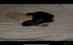 Mixed Breed dogs for sale: Puppies  - Image 4