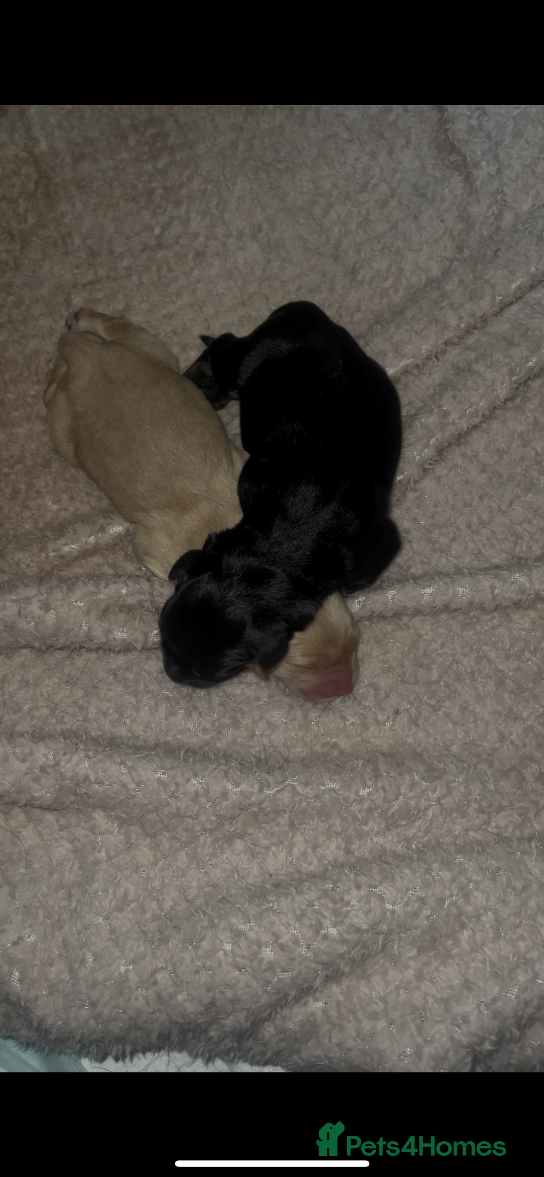 Mixed Breed dogs for sale: Puppies  - Image 4