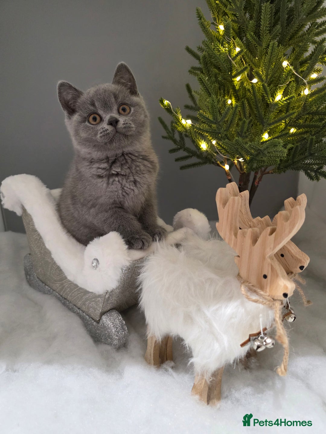 British Shorthair cats for sale: CHAMPION SIRED GCCF REG BLUE PEDIGREE BSH KITTEN  - Advert 3
