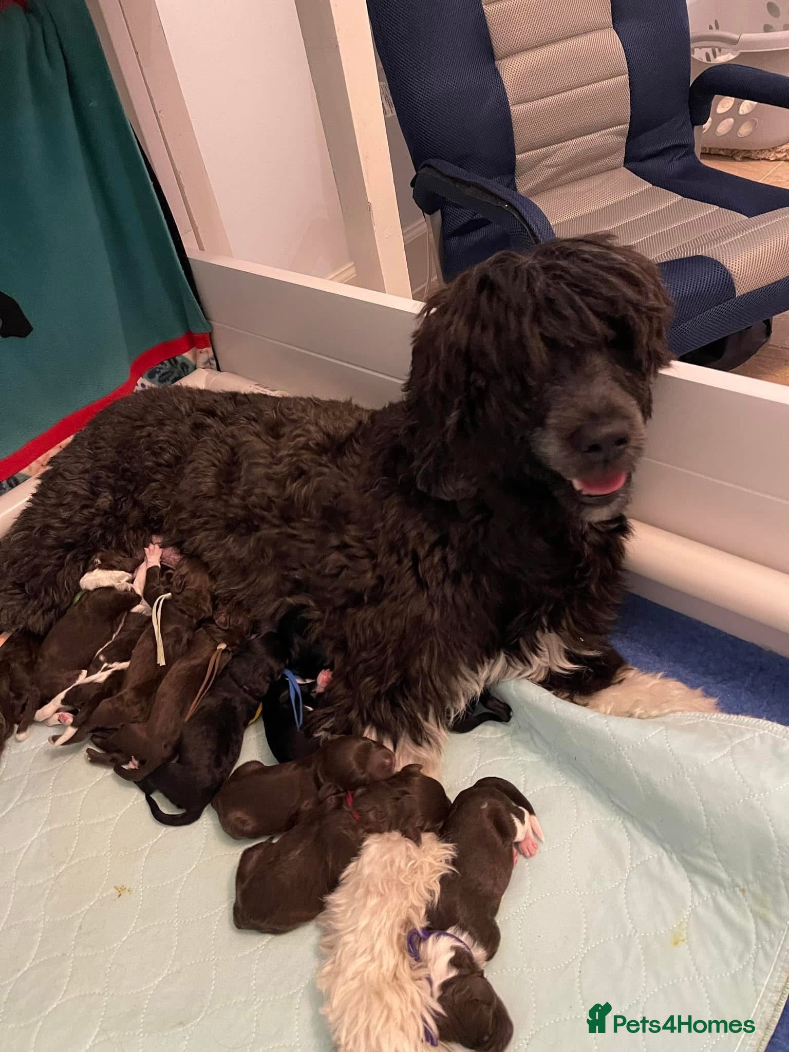 Portuguese Water Dog dogs 5🌟 champion lines Portuguese water puppies  - Advert 1