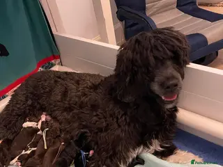 Portuguese Water Dog dogs 5🌟 champion lines Portuguese water puppies - Advert 1