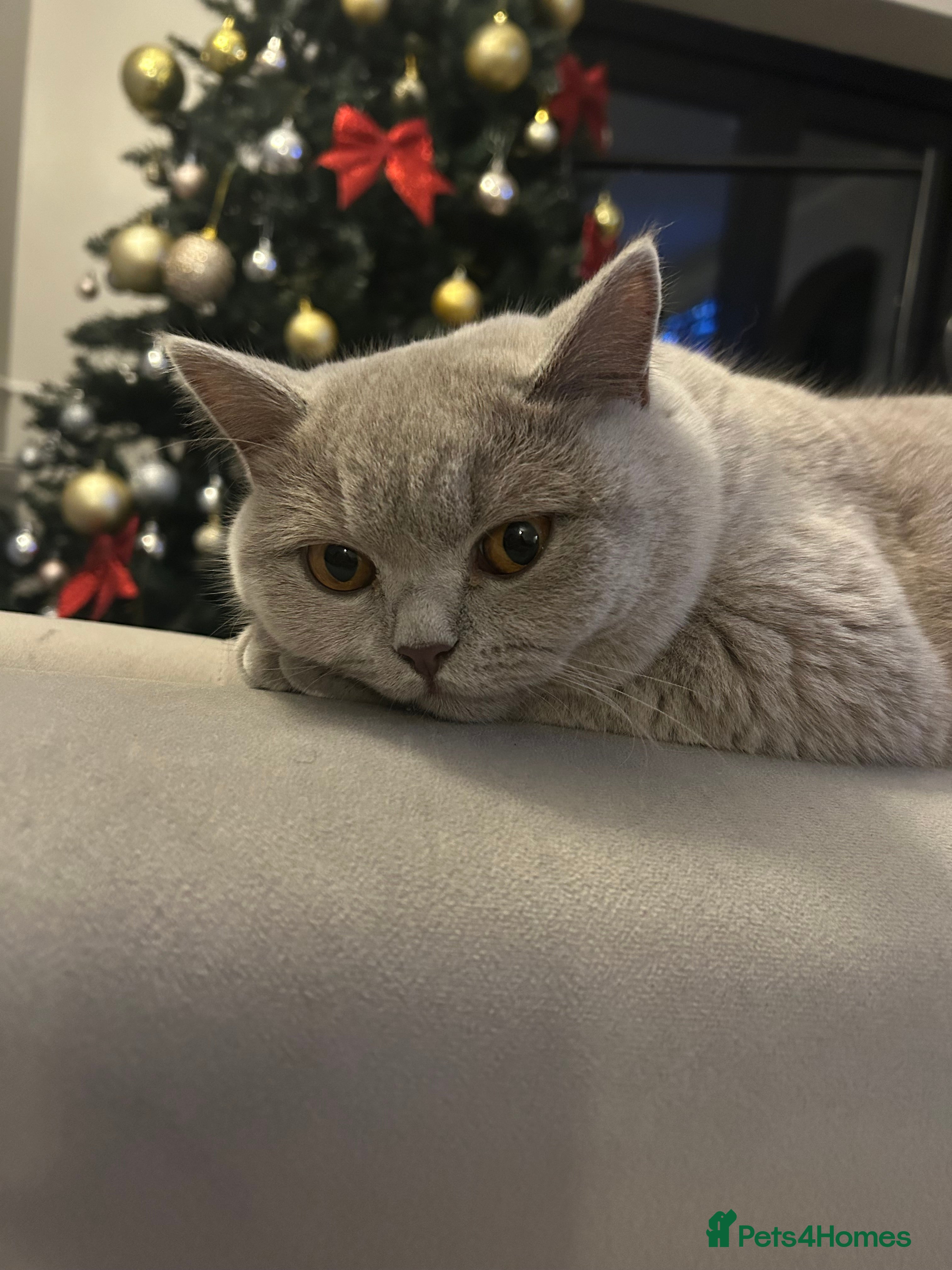 British Shorthair cats British shorthair 2+ - Advert 5