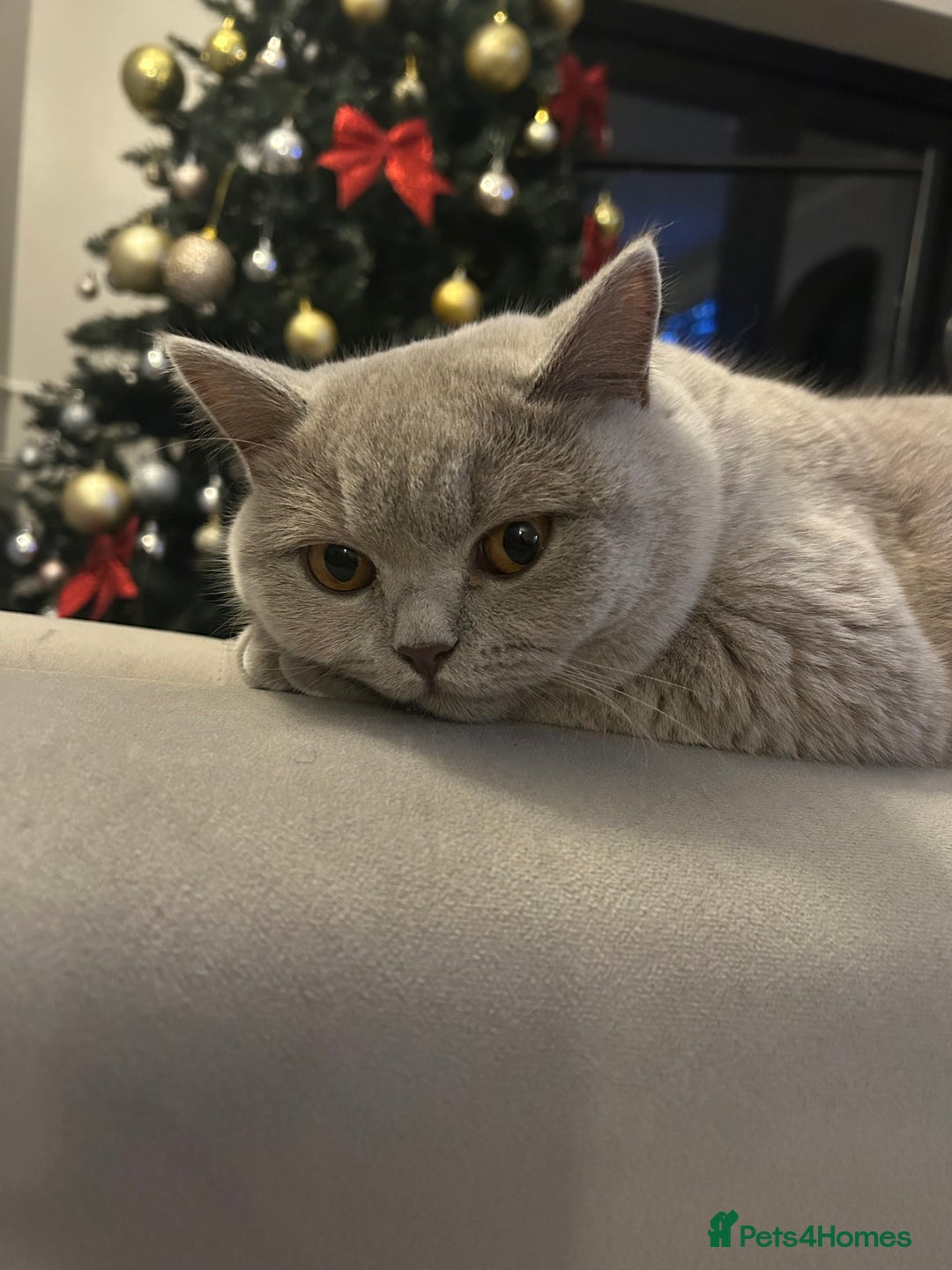 British Shorthair cats for sale: British shorthair 2+ - Advert 1