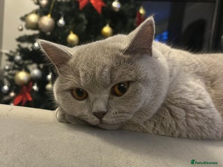 British Shorthair cats British shorthair 2+ - Advert 3