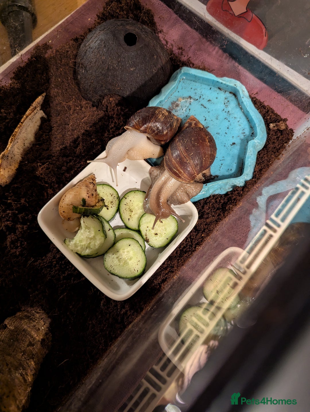 Snails invertebrates for sale: Giant African land snails  - Advert 2