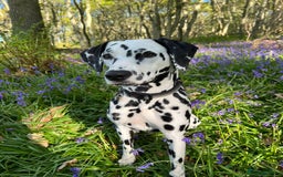 Dalmatian dogs for sale: KC Registered Dalmatian Puppies (Scotland) - Image 12