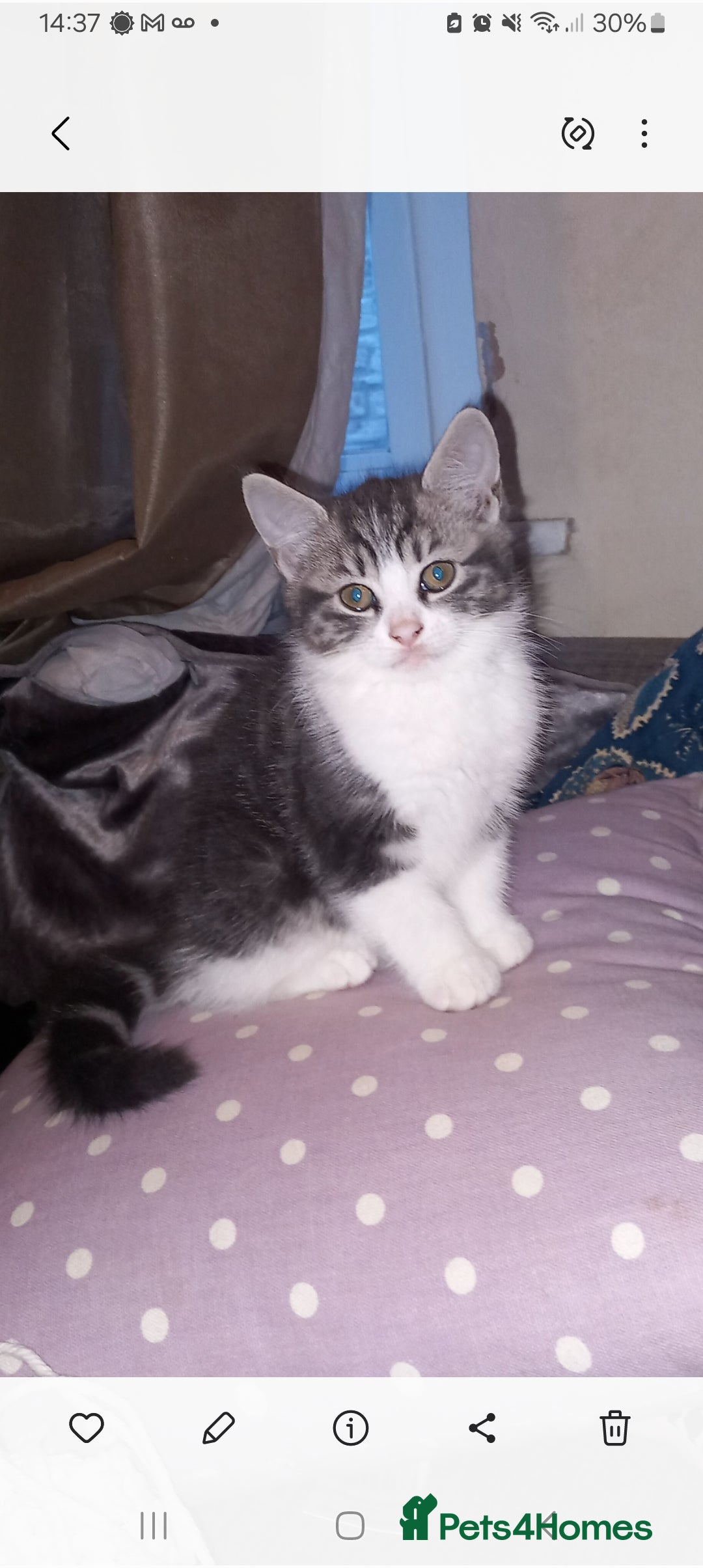 British Shorthair cats for sale: Beautiful kittens - Image 4