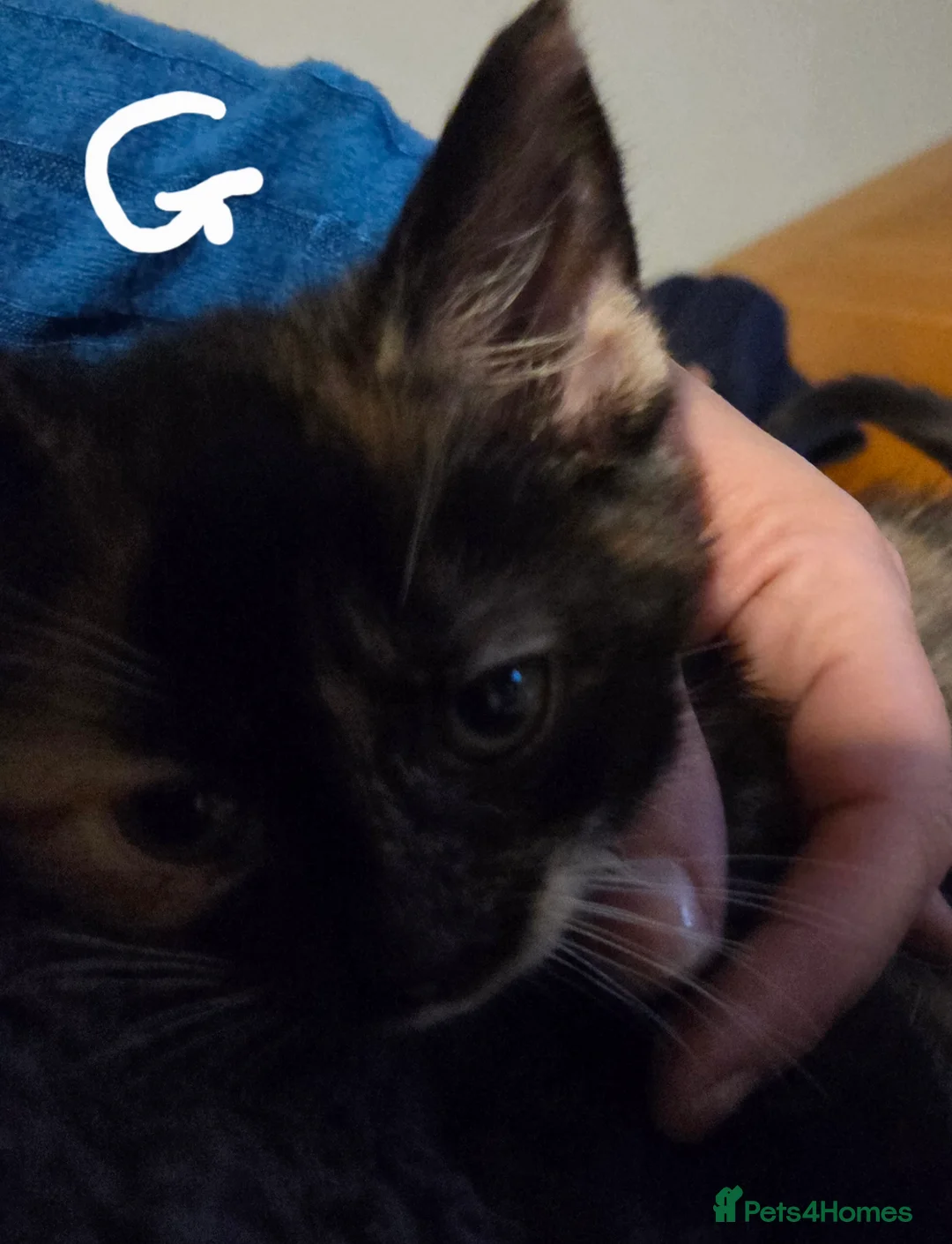 Mixed Breed cats for sale: Kittens  - Advert 28