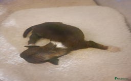 Lhasa Apso dogs for sale: 6 puppies  4 girls 2 boys - Image 8