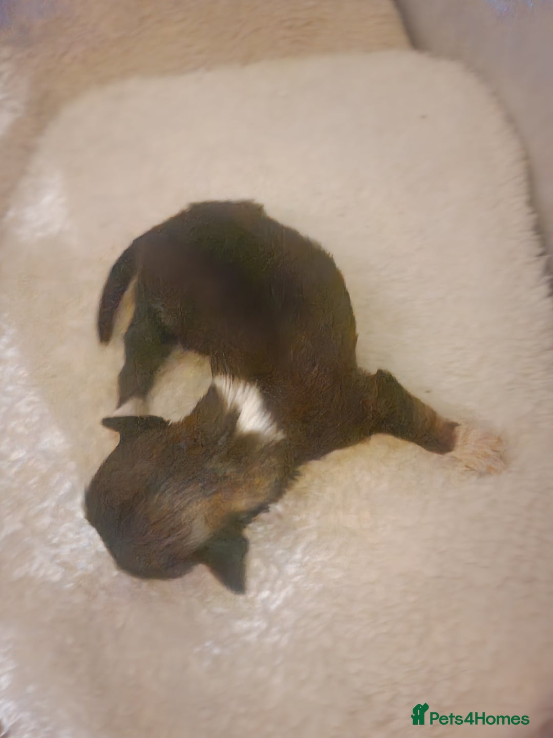 Lhasa Apso dogs for sale: 6 puppies  4 girls 2 boys - Image 8