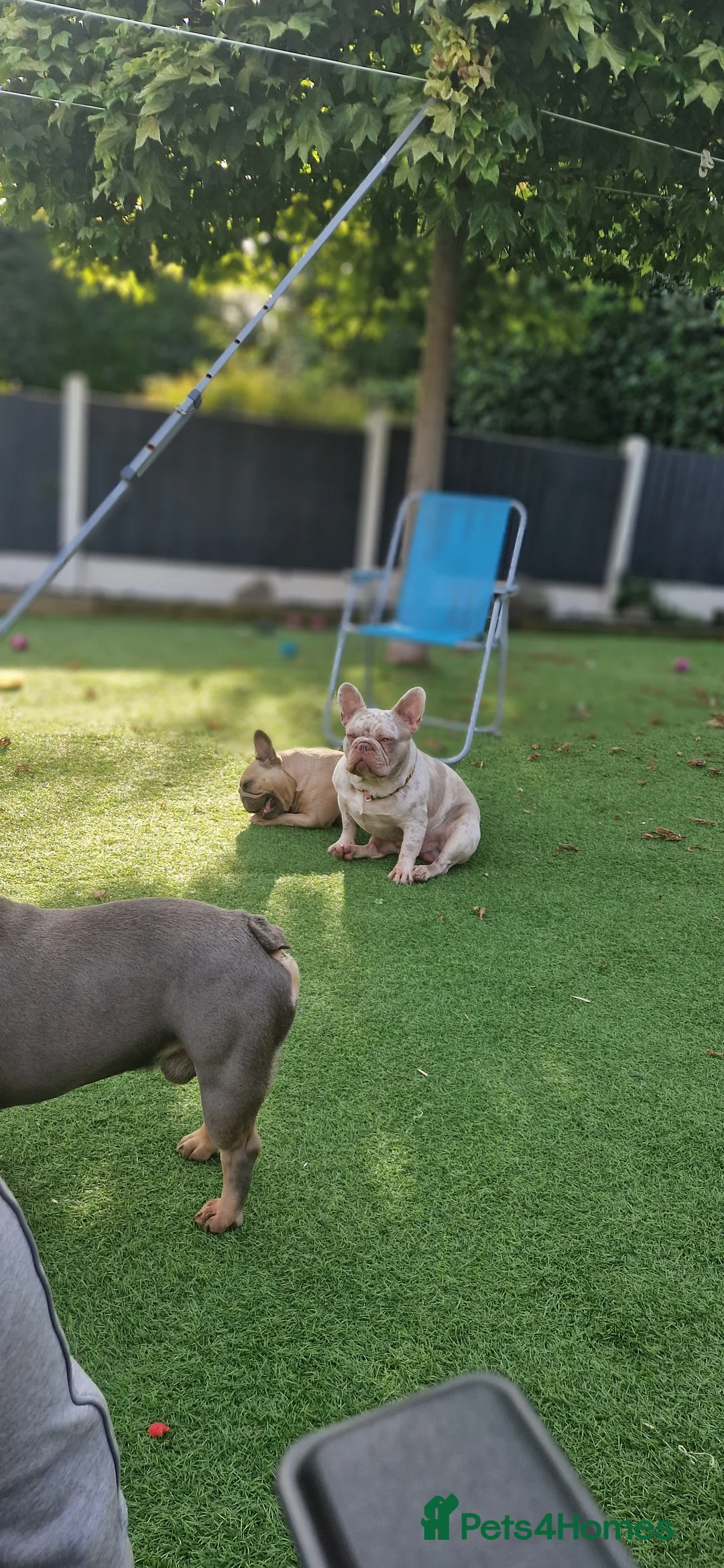 French Bulldog dogs for stud: 🚨proven🚨newshade merle stud 🎯🤯🔥🤏🏻🧬 in Tipton - Advert 2
