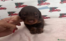 Dachshund dogs for sale: Dachshund  - Advert 6