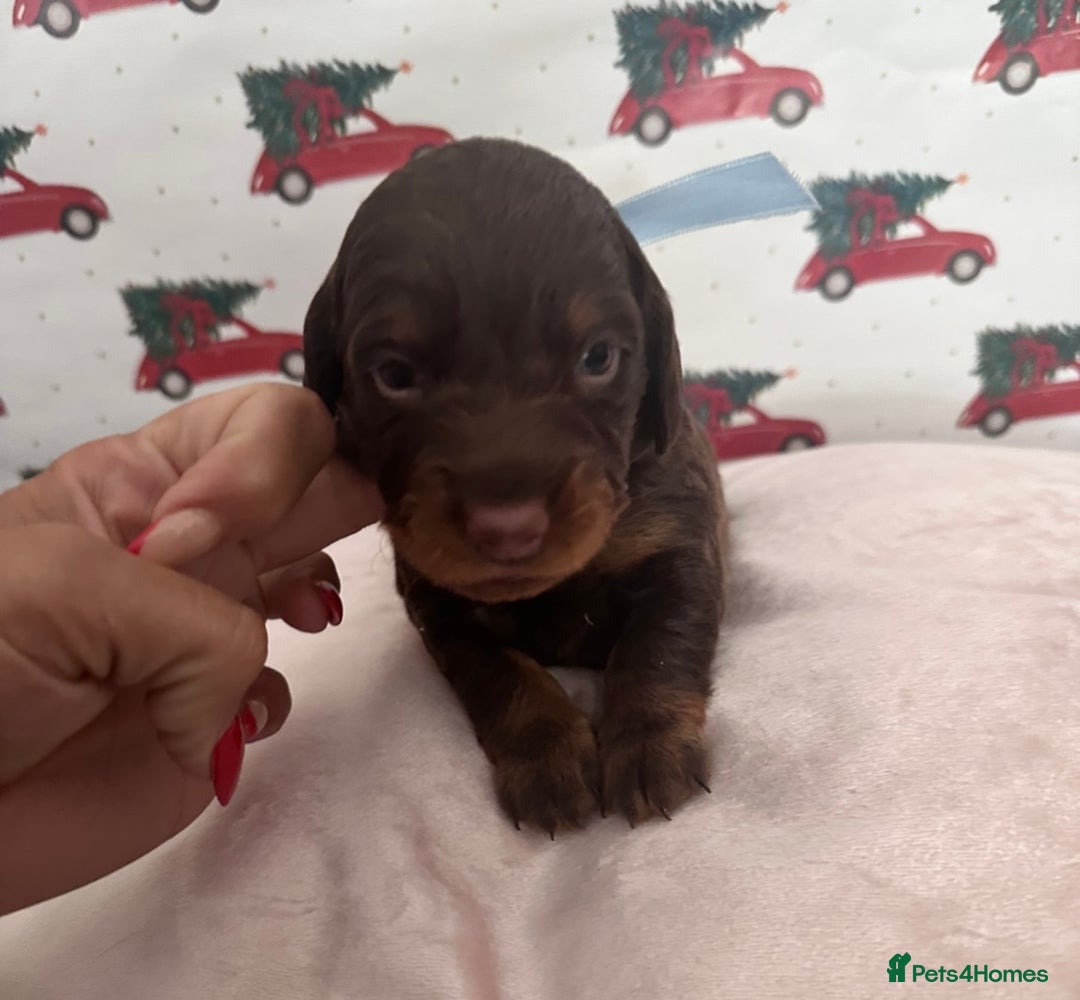 Dachshund dogs for sale: Dachshund  - Advert 6