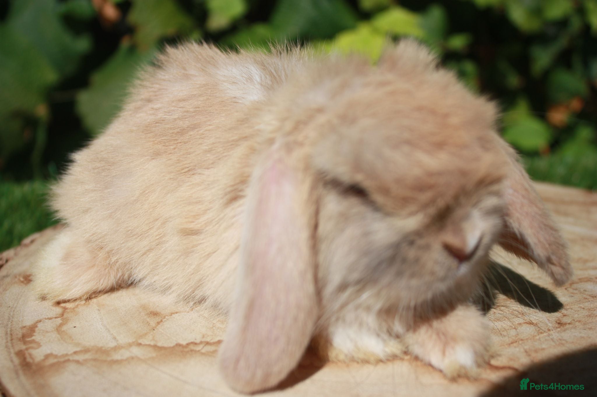 Mini Lop rabbits Mini lop female baby rabbit - Advert 13