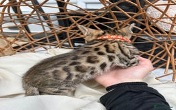 Bengal cats for sale: GORGEOUS PURE BENGAL KITTENS READY TO GO ❤️ - Image 6