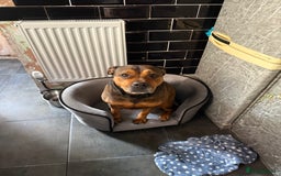 Mixed Breed dogs for sale:  looking for new home - Image 2