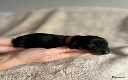 Dachshund dogs for sale: Miniature Dachshunds - Image 13