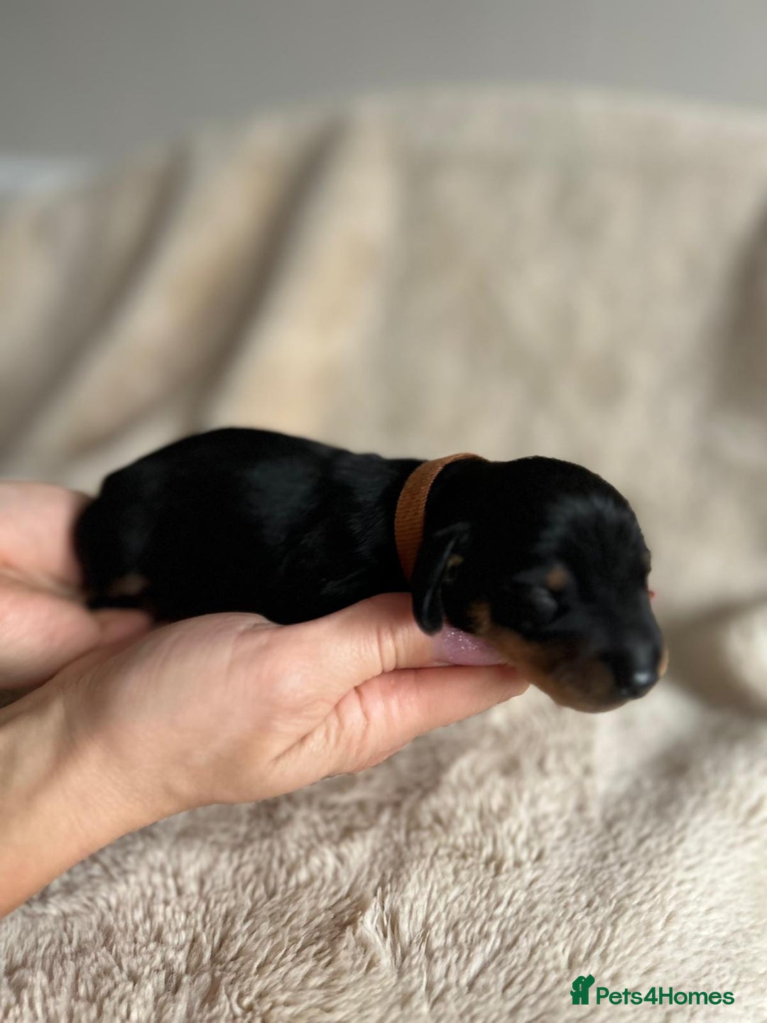 Dachshund dogs for sale: Miniature Dachshunds - Image 13