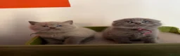 British Shorthair cats for sale: Beautiful Blue & Lilac British Shorthair Kittens - Advert 10