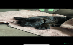 Cane Corso dogs for sale: 🐾 Beautiful Cane Corso Puppies – Ready Soon! 🐾 - Advert 7