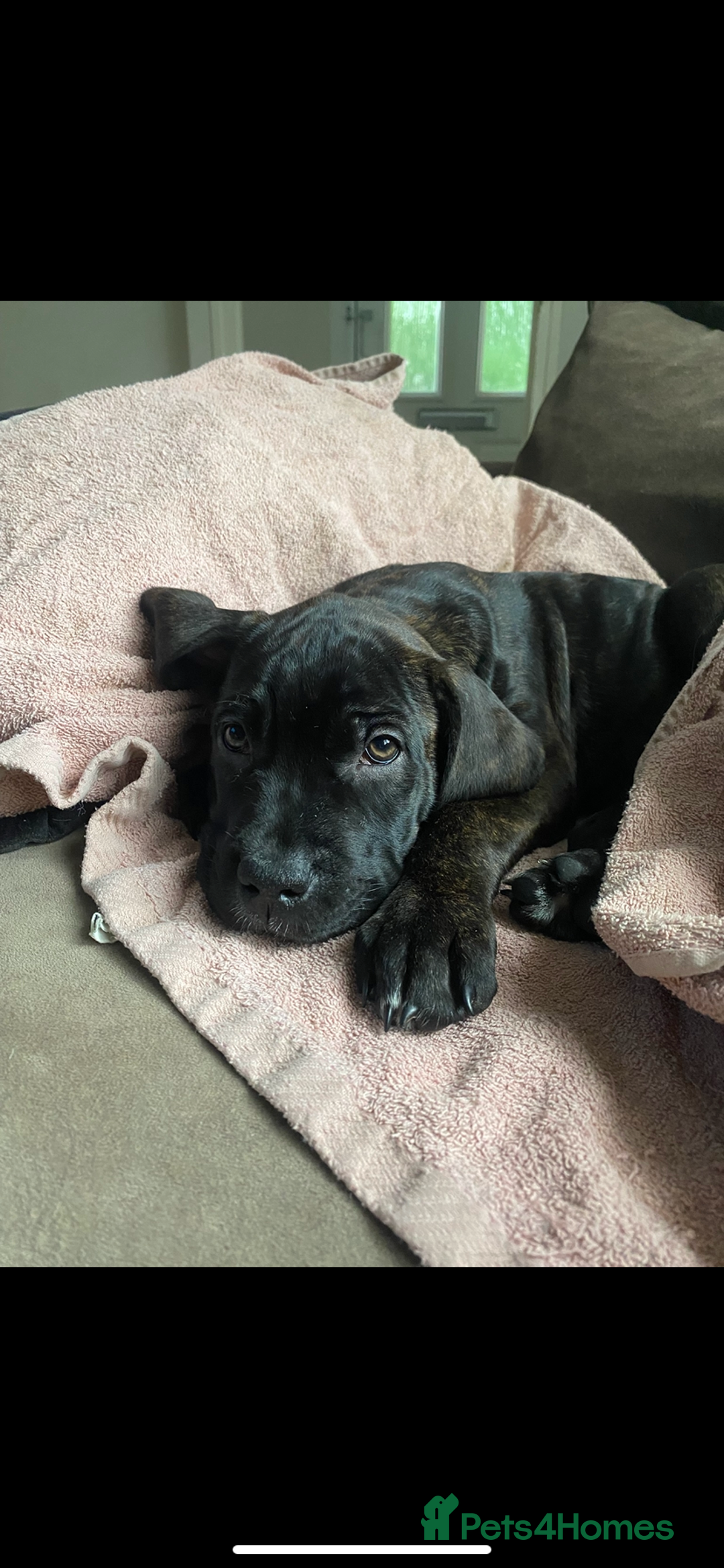 Cane Corso dogs for sale: 🐾 Beautiful Cane Corso Puppies – Ready Soon! 🐾 - Advert 7