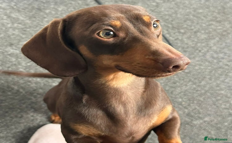 Dachshund dogs - Advert 12