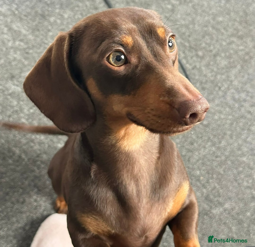 Dachshund dogs for sale: Miniature Dachshunds for re-homing - Image 1