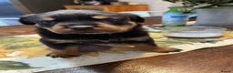 Rottweiler dogs for sale: Rottweiler Puppies in Darlington - Advert 3