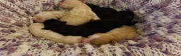 Goldendoodle dogs for sale: Mesmerising miniature golden doodle babys - Advert 10