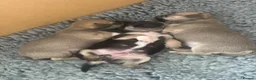 Chihuahua dogs for sale: Gorgeous Rare Pure Breed Chihuahua Puppies - Advert 17