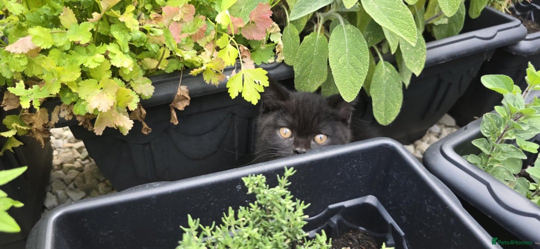 British Shorthair cats for sale: Stunning Pedigree British Shorthair Kittens in Portsmouth - Image 23