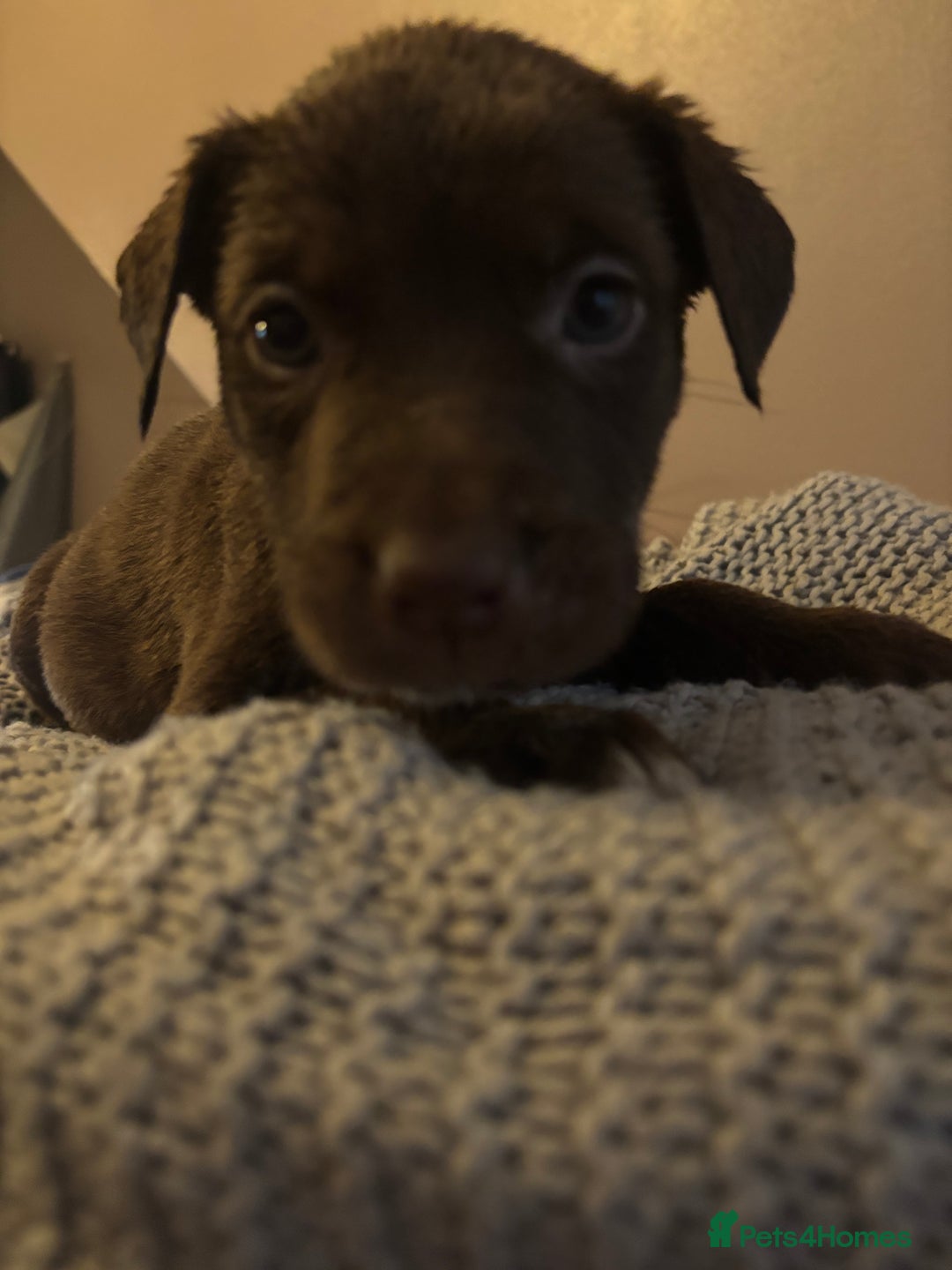 Mixed Breed dogs for sale: Husky X American Mastiff - Advert 3