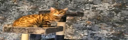 Bengal cats for sale: Prince and princesses seeking human slaves - Advert 7