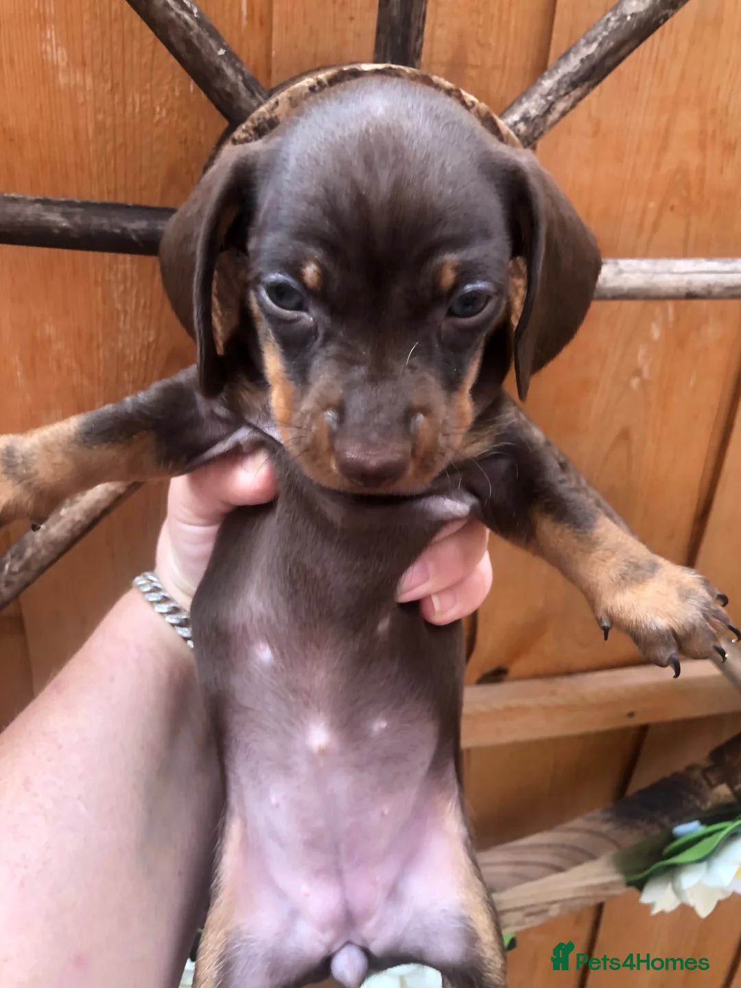 Dachshund dogs for sale: Miniature dutch hound, puppies  - Advert 2