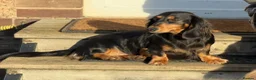 Dachshund dogs for sale: KC Standard Long Haired Dachshund Puppies - Advert 20