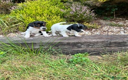 Jack Russell dogs for sale: Tri coloured Jack Russell puppies  - Image 3