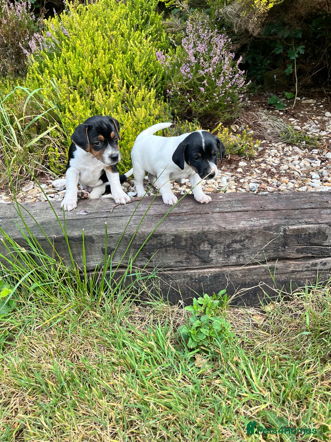 Jack Russell dogs for sale: Tri coloured Jack Russell puppies  - Image 3