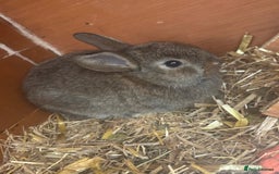Lionhead rabbits for sale: Baby double main lion head  - Image 3