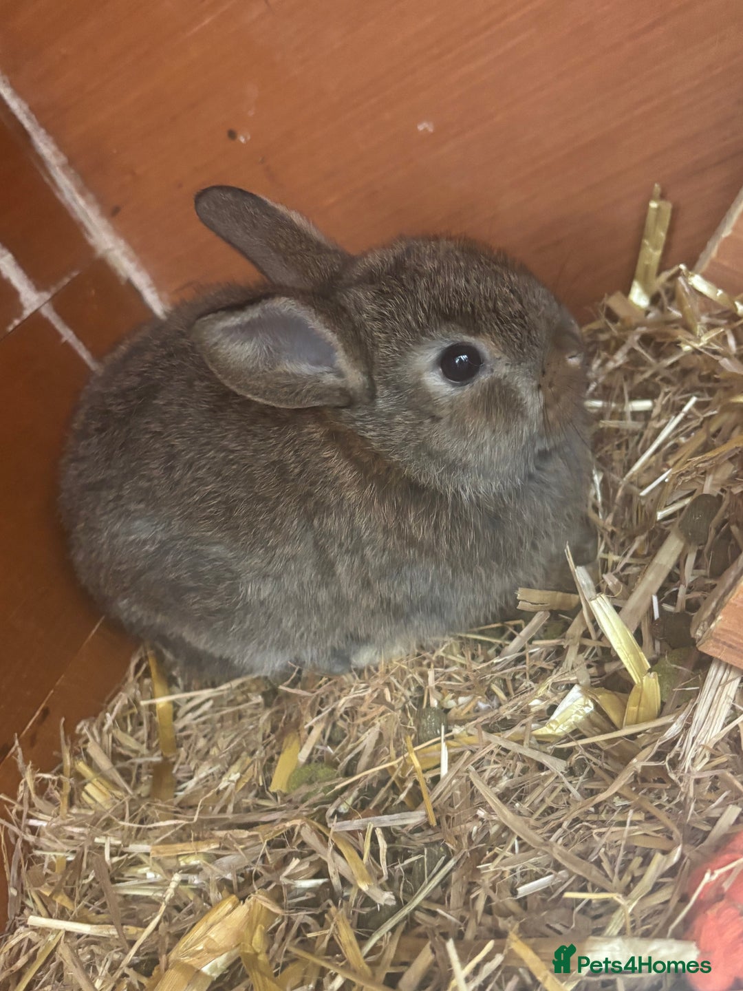 Lionhead rabbits for sale: Baby double main lion head  - Image 3