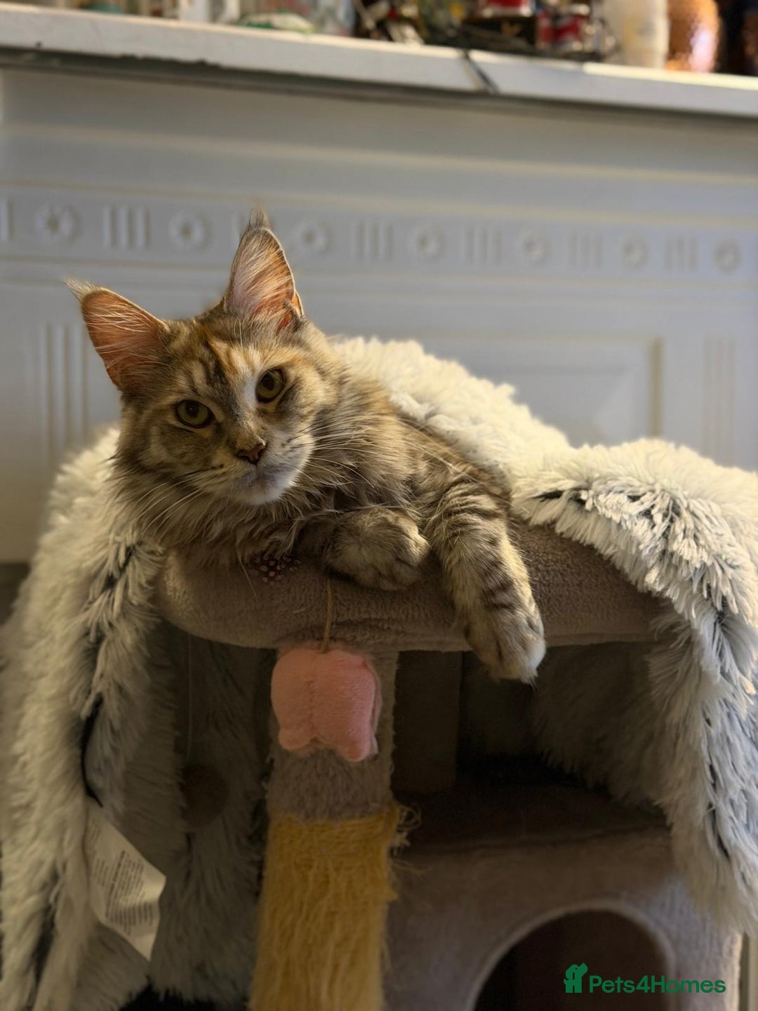 Maine Coon cats for sale: Maine Coon kittens - Advert 3