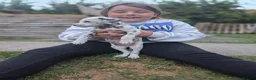 Dalmatian dogs for sale: LIVER AND BLACK DALMATIAN PUPPYS - Advert 5