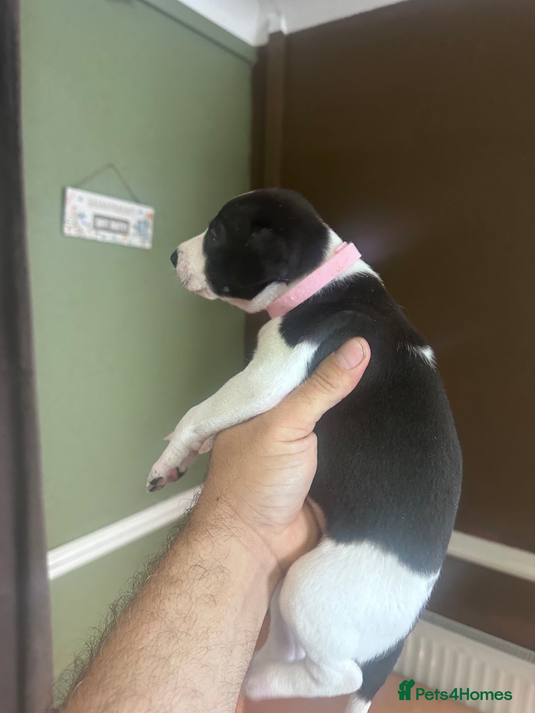 Whippet dogs for sale: Rare colours full pedigree KC Reg whippet pups  - Image 37