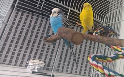 Budgerigars birds for sale: 2 budgies with cage  - Image 3
