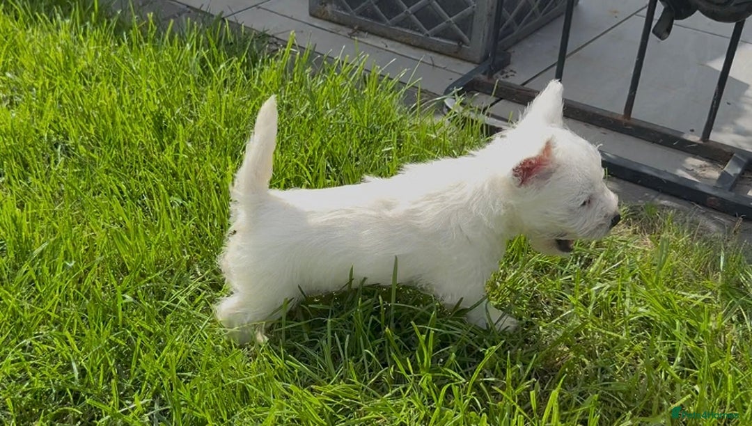 West Highland Terrier dogs for sale: West Highland Terriers show bloodlines - Image 14