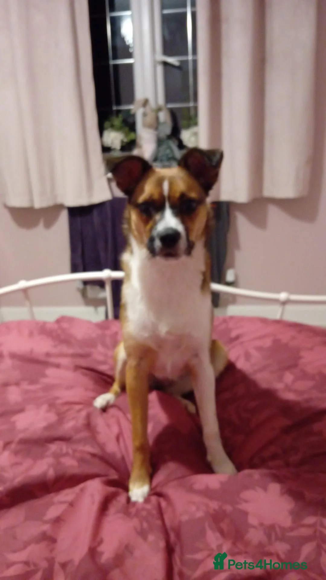 Jug dogs for sale: Beautiful little girl needs her forever home  in Chippenham - Advert 1