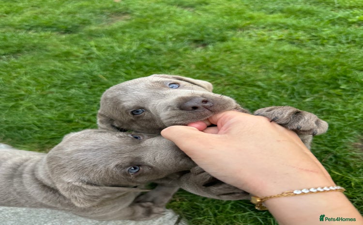 Labrador Retriever dogs in Wantage - Advert 3