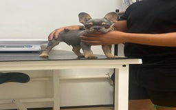 French Bulldog dogs for sale: Lilac and tan flight carrier male  - Image 3