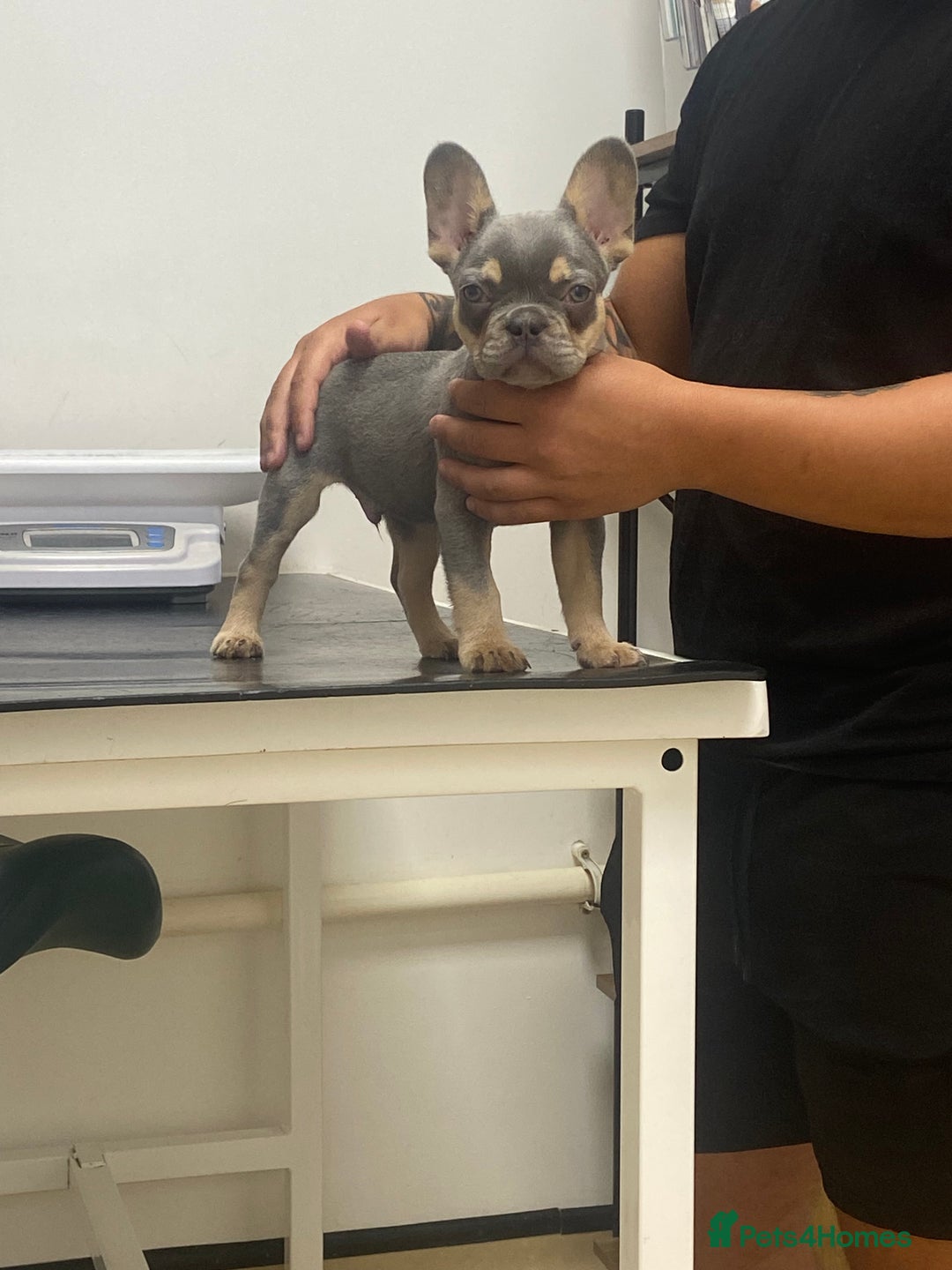 French Bulldog dogs for sale: Lilac and tan flight carrier male  - Image 3