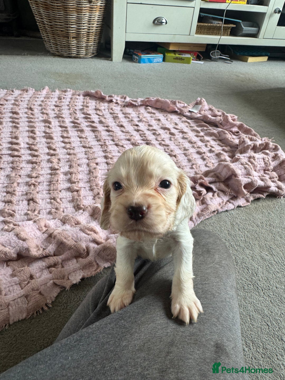 Cocker Spaniel dogs for sale: Cocker Spaniel Puppies (White/White & Gold) - Image 2